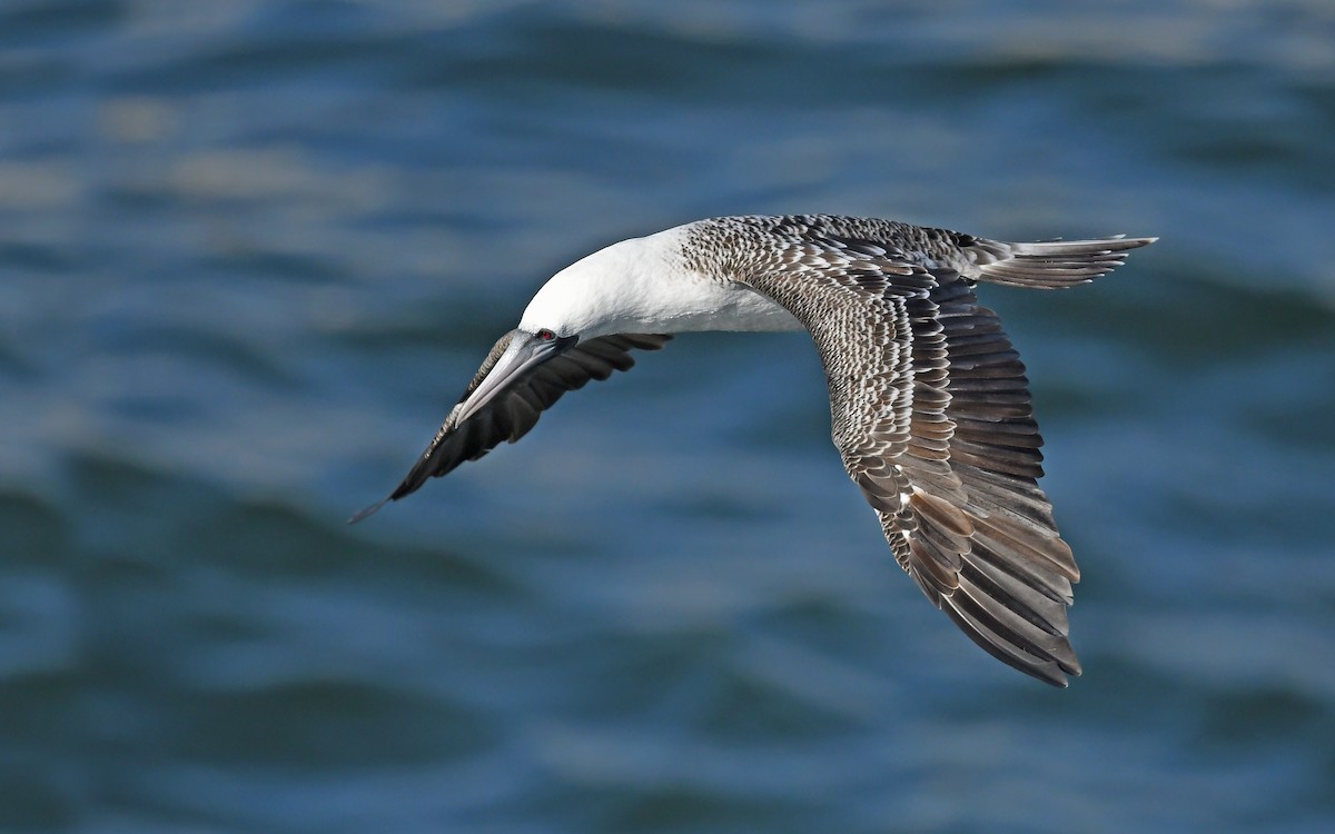 Peruvian Booby - Christoph Moning