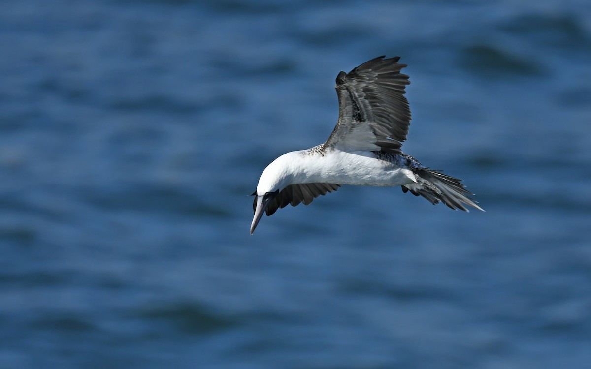 Peruvian Booby - Christoph Moning