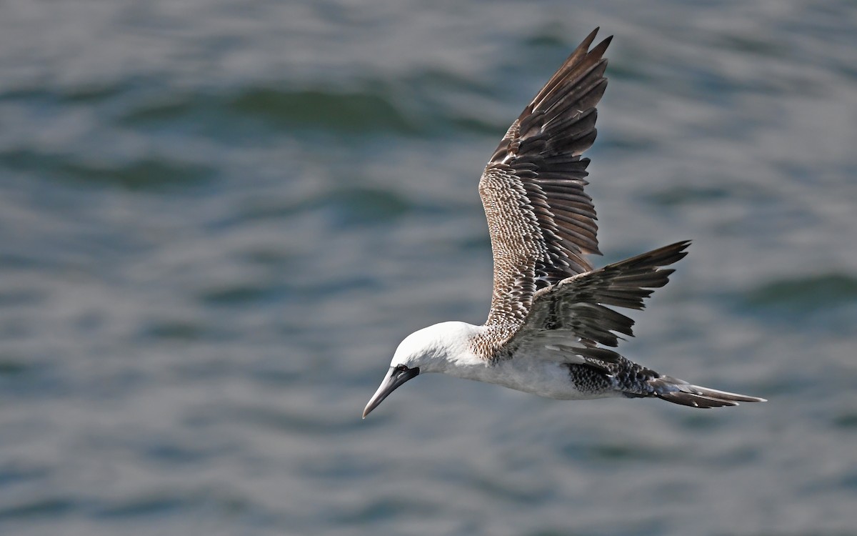 Peruvian Booby - Christoph Moning