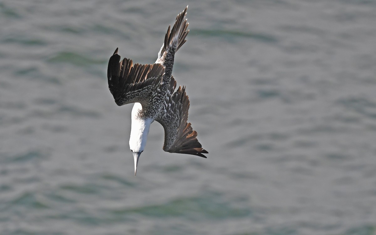 Peruvian Booby - Christoph Moning