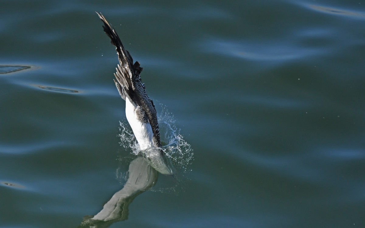 Peruvian Booby - ML619521014