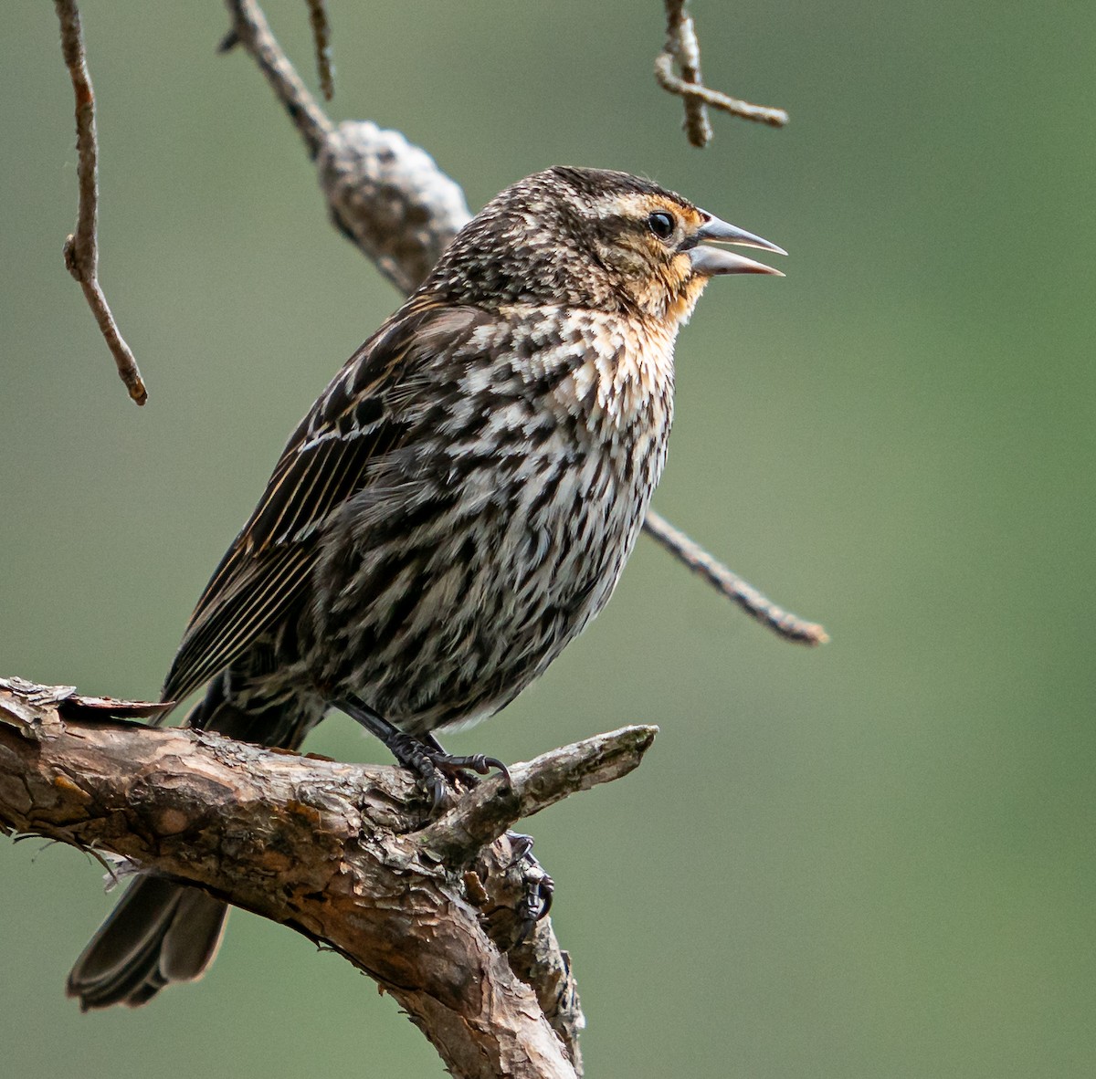 Red-winged Blackbird - Art Webster