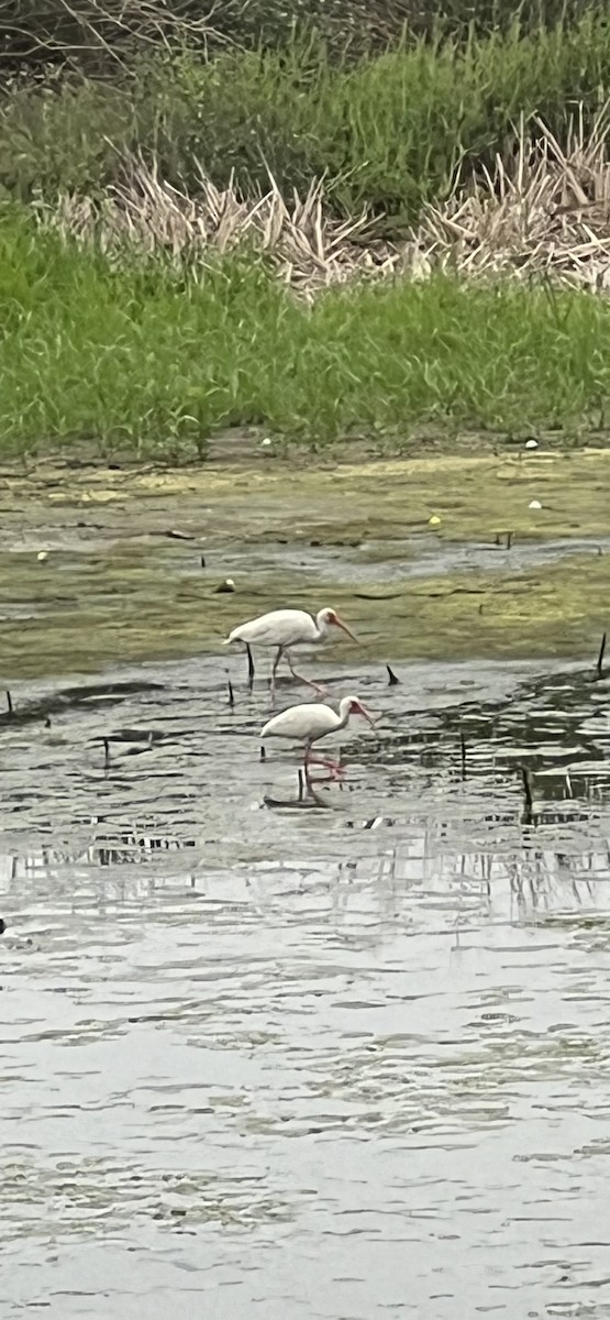 White Ibis - ML619521027