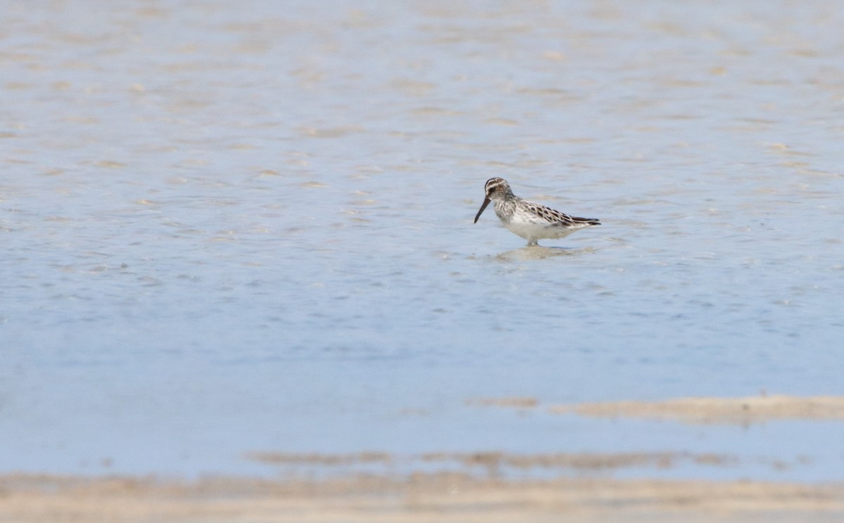 Broad-billed Sandpiper - Su Delve