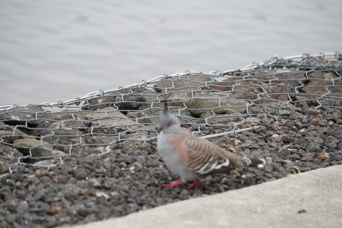 Crested Pigeon - NICOLINO DALFONSO