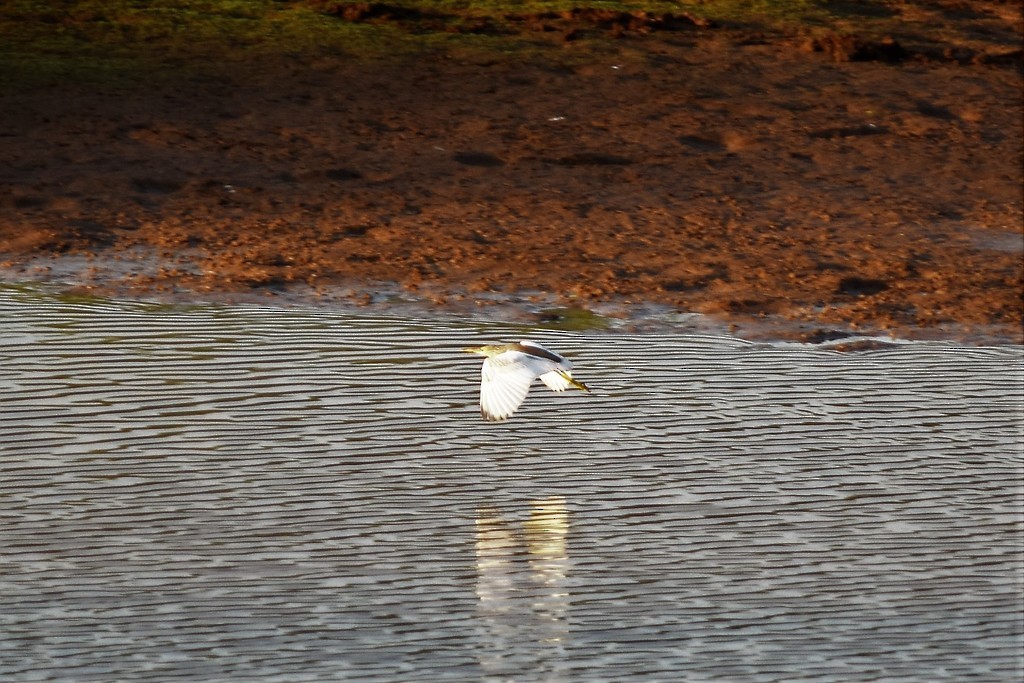 Indian Pond-Heron - ML619521044