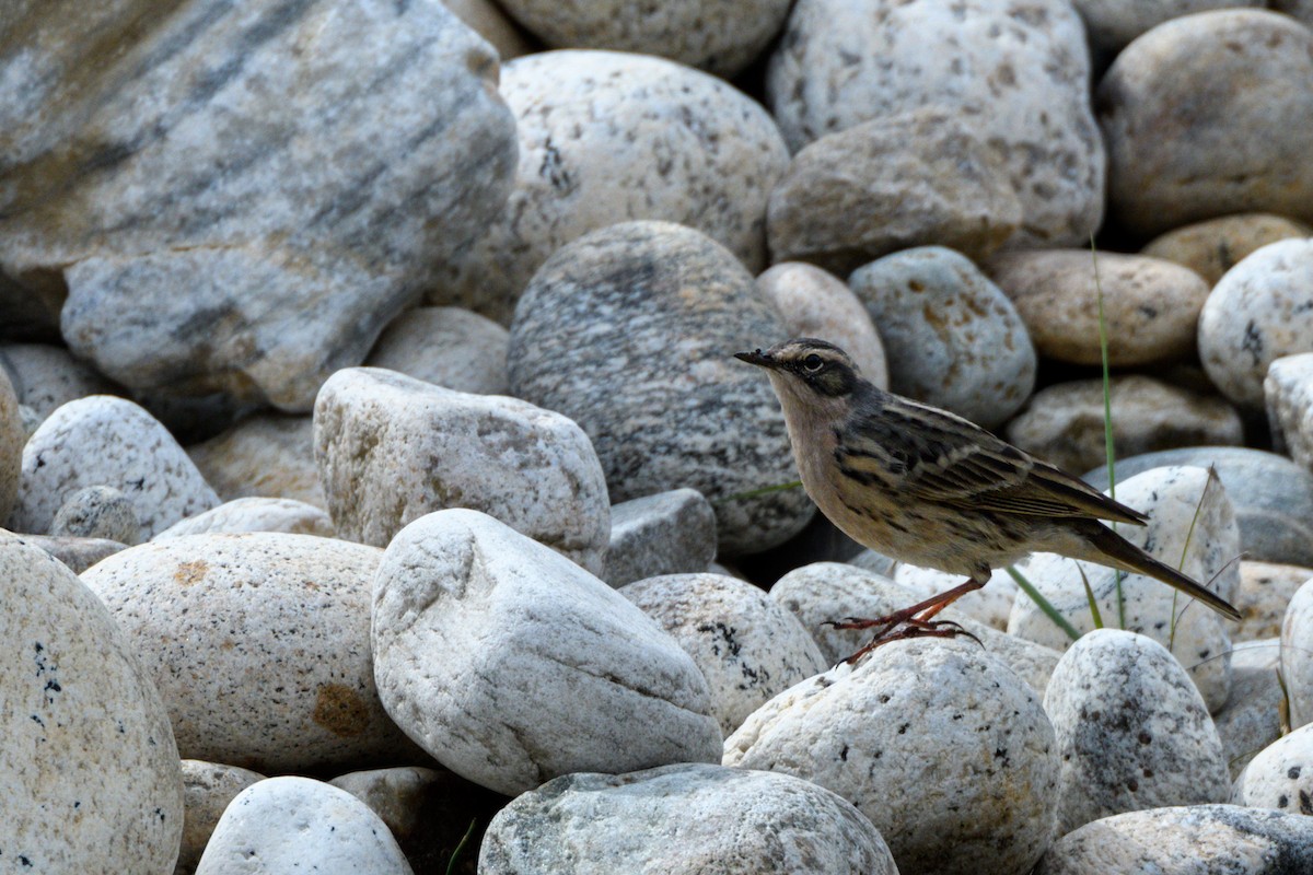 Rosy Pipit - Prashant Tewari