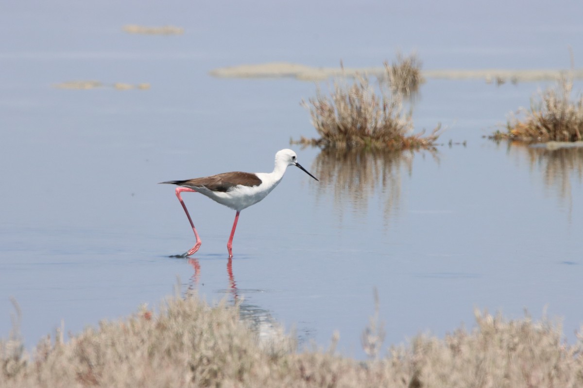 Black-winged Stilt - Su Delve