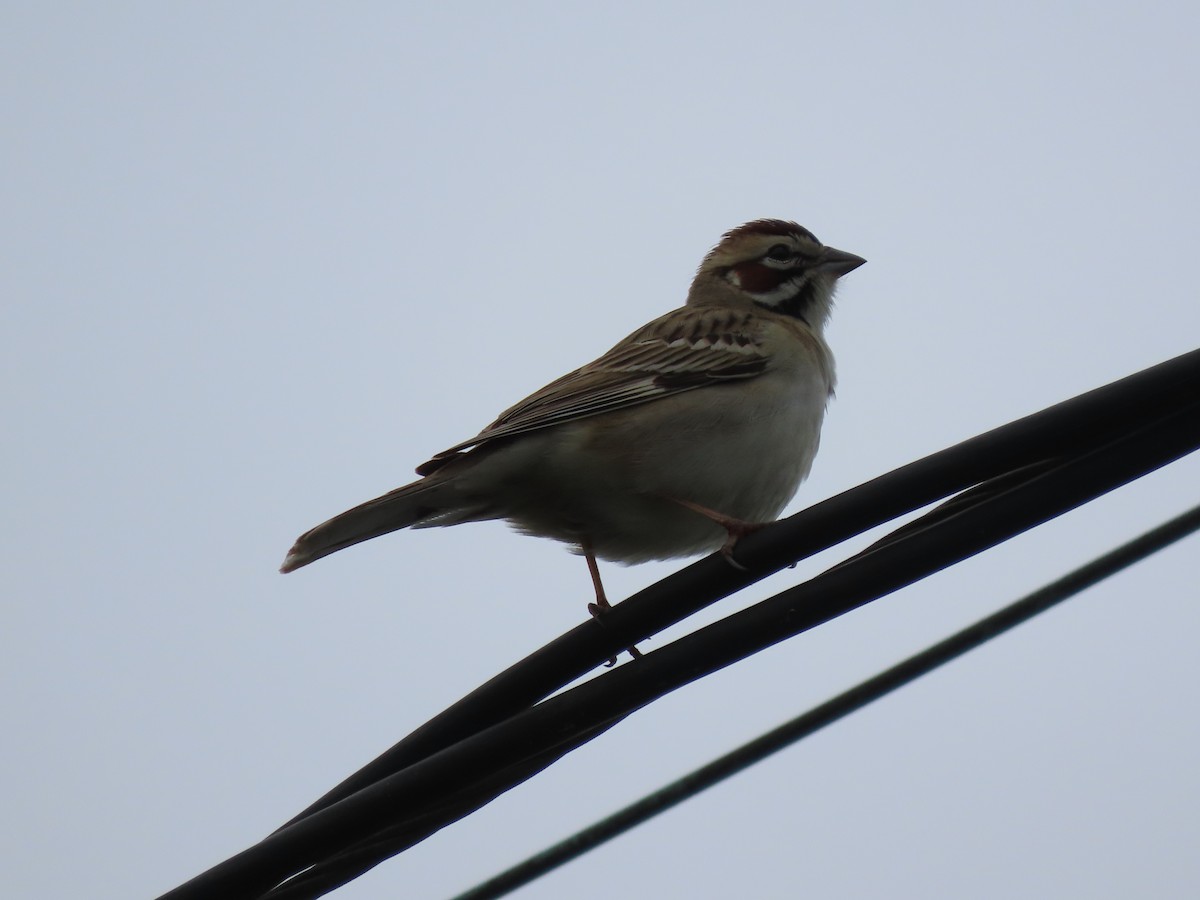 Lark Sparrow - Kevin Cronin
