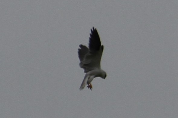 Black-shouldered Kite - NICOLINO DALFONSO