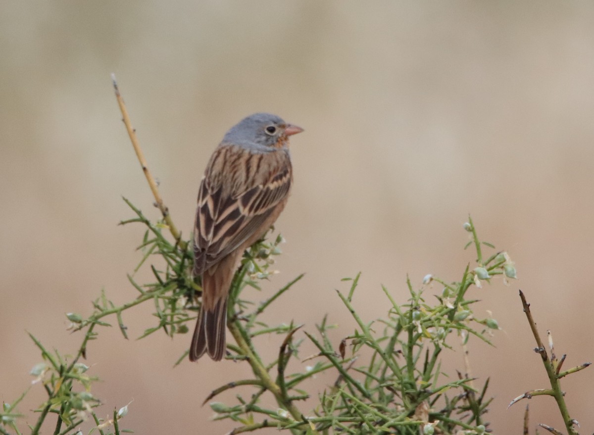 Cretzschmar's Bunting - Su Delve