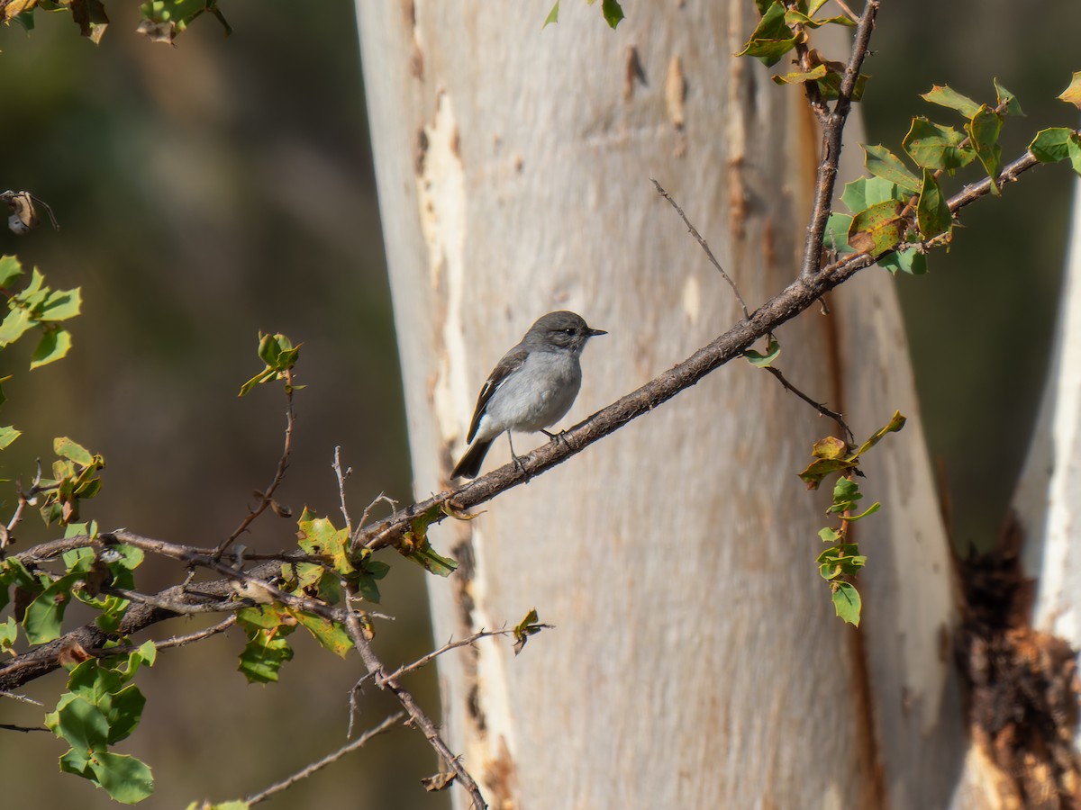 Hooded Robin - Ed Rice