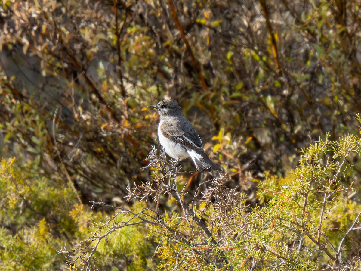 Hooded Robin - Ed Rice