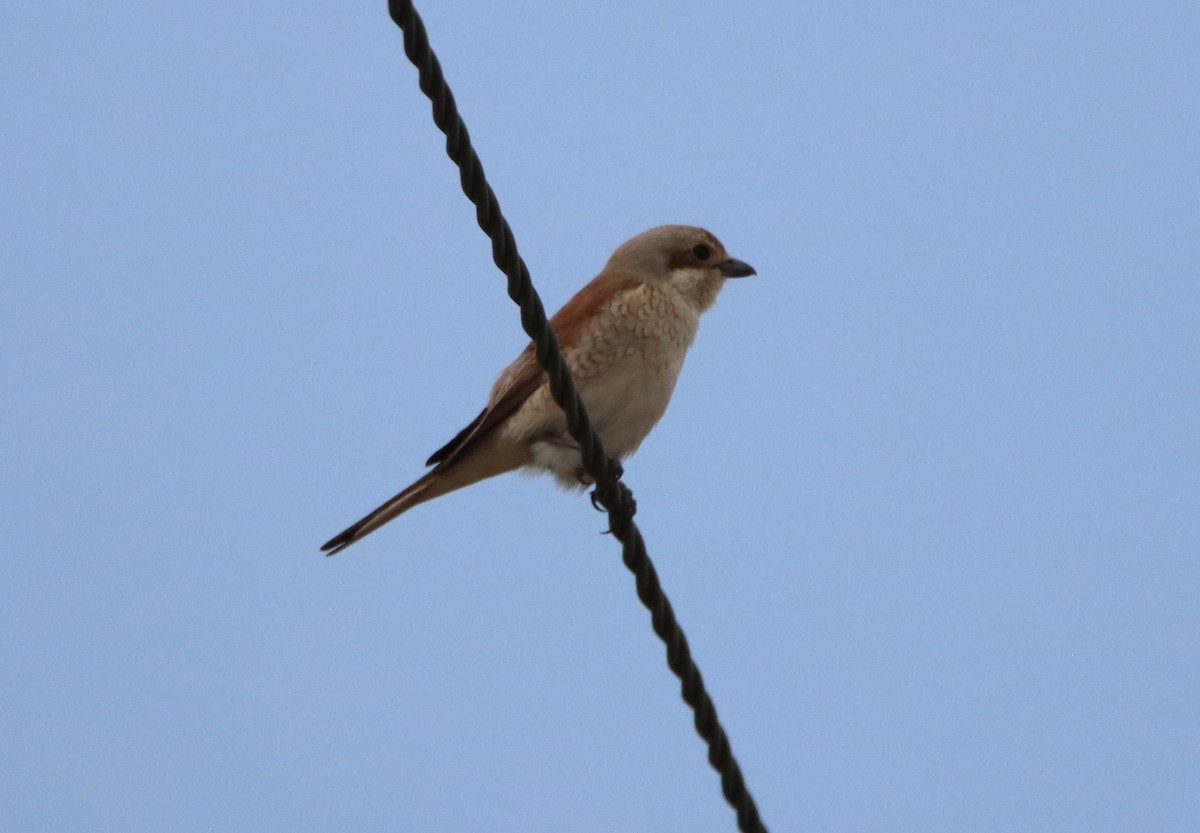 Red-backed Shrike - Su Delve