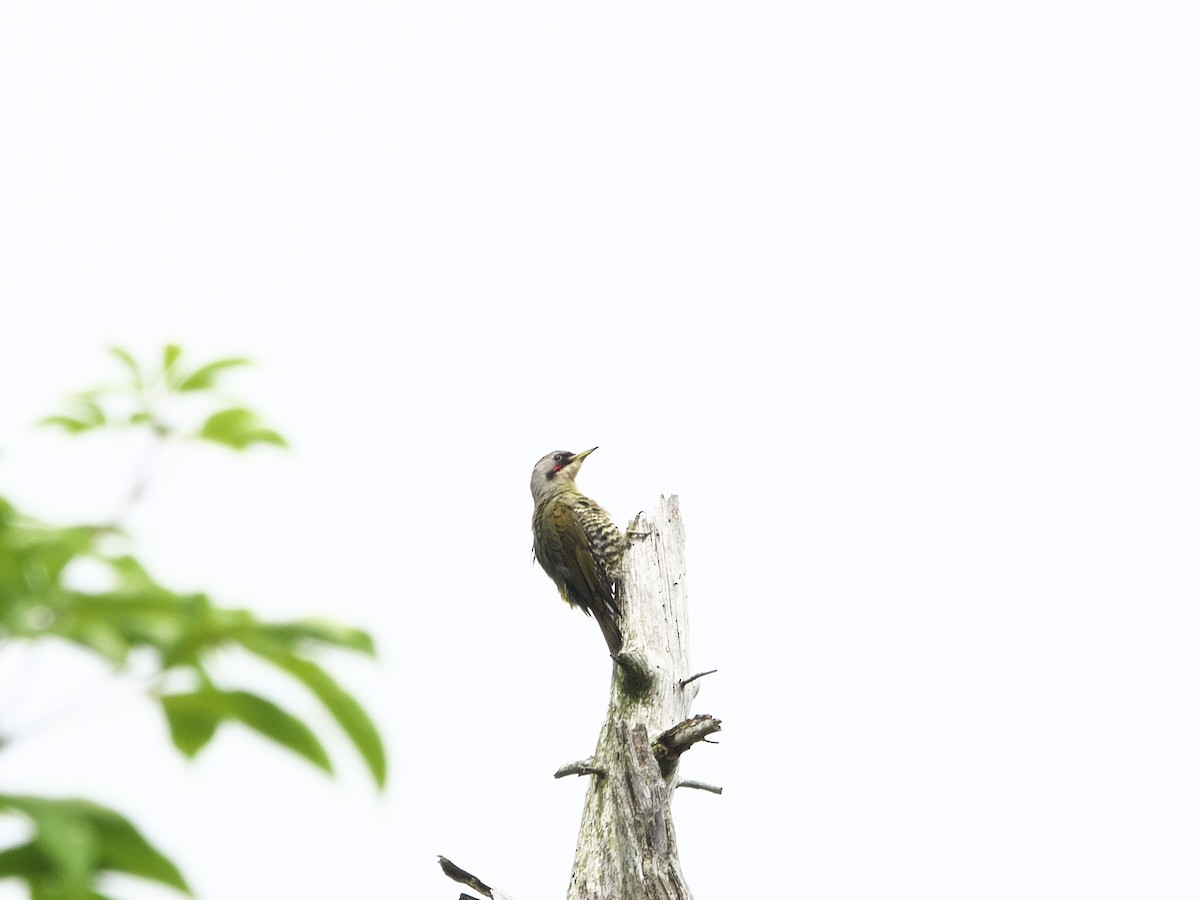 Japanese Woodpecker - Kan Tojima