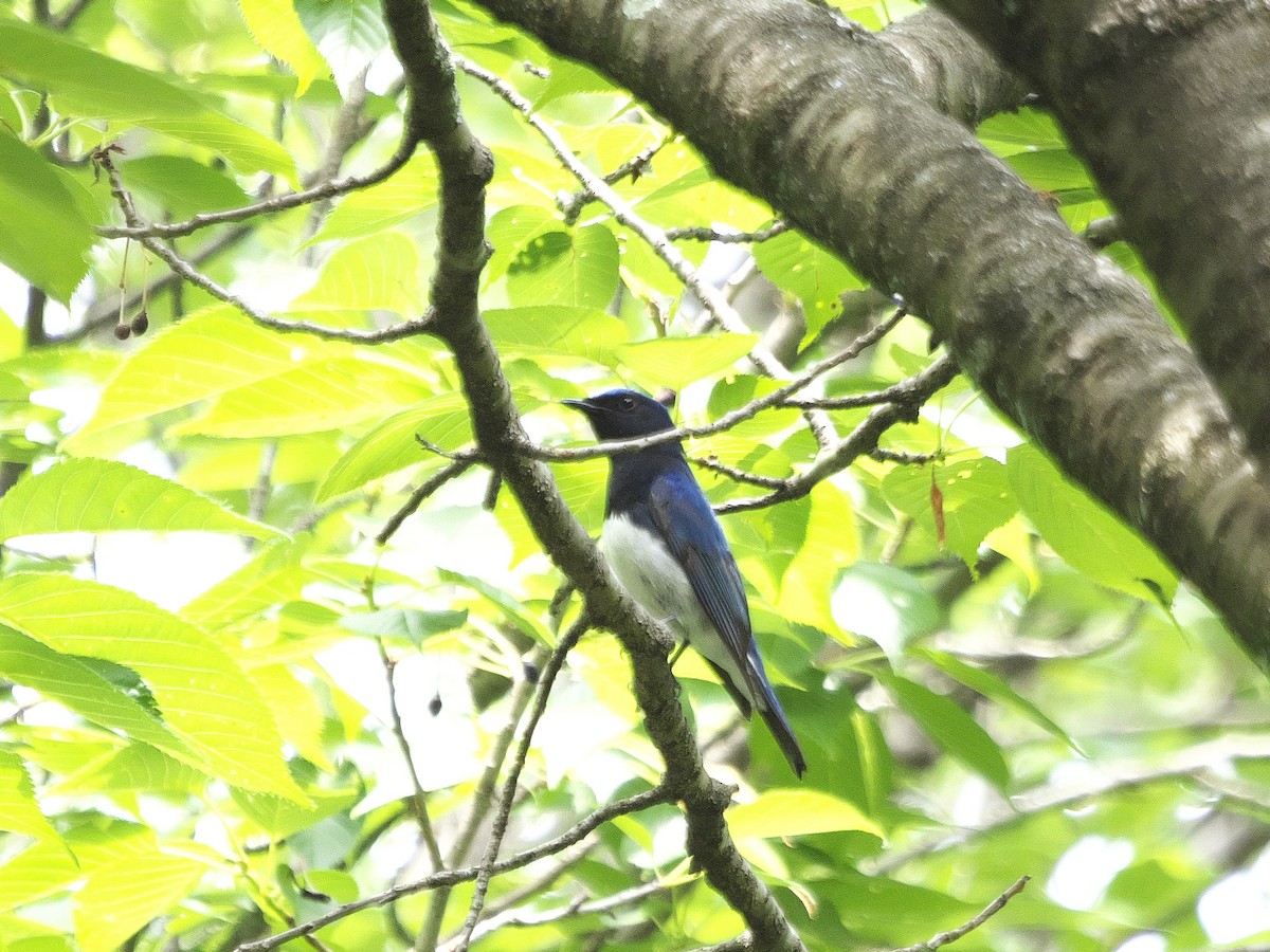 Blue-and-white Flycatcher - Kan Tojima