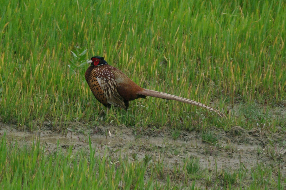 Ring-necked Pheasant - Max Chiari