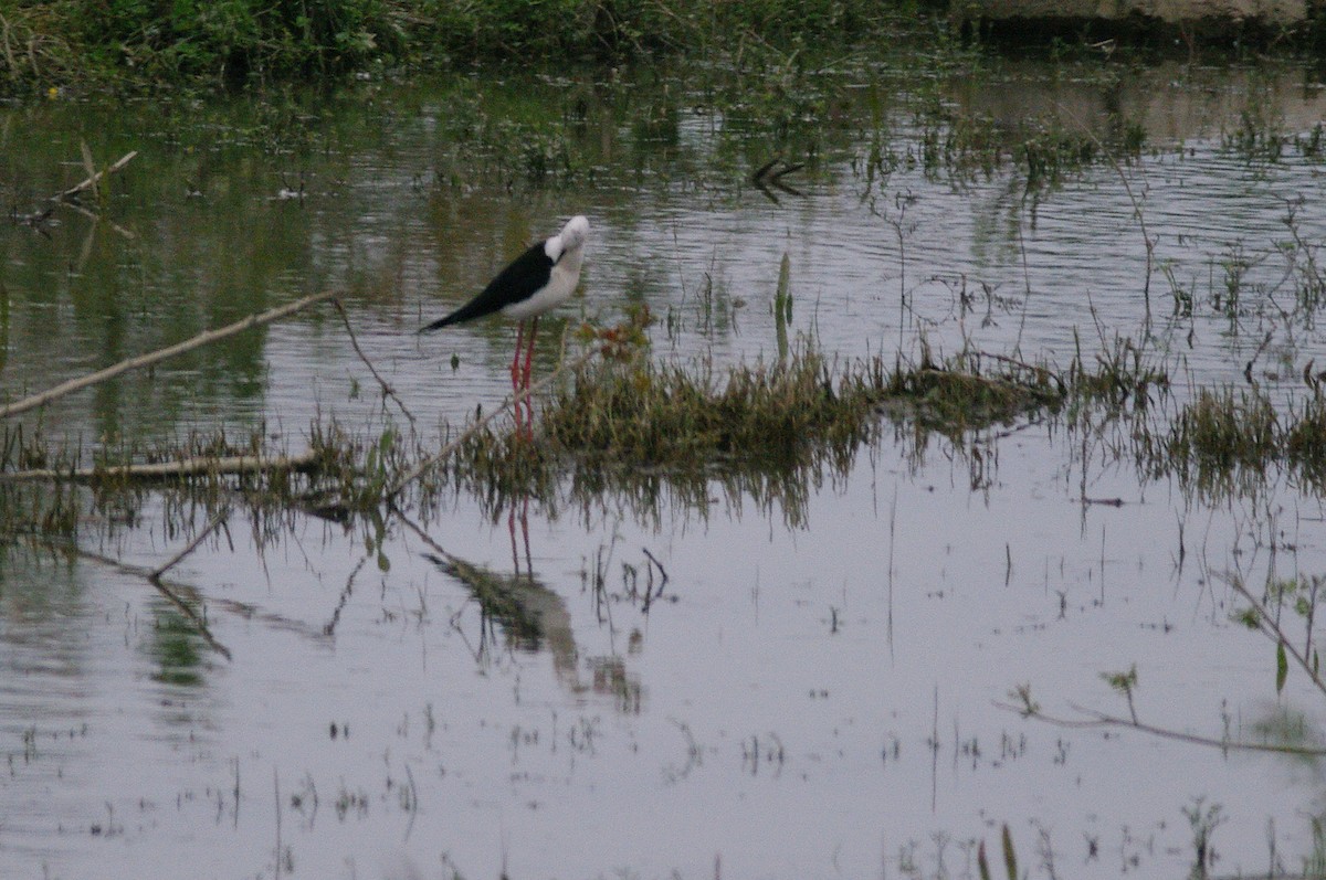 Black-winged Stilt - Max Chiari