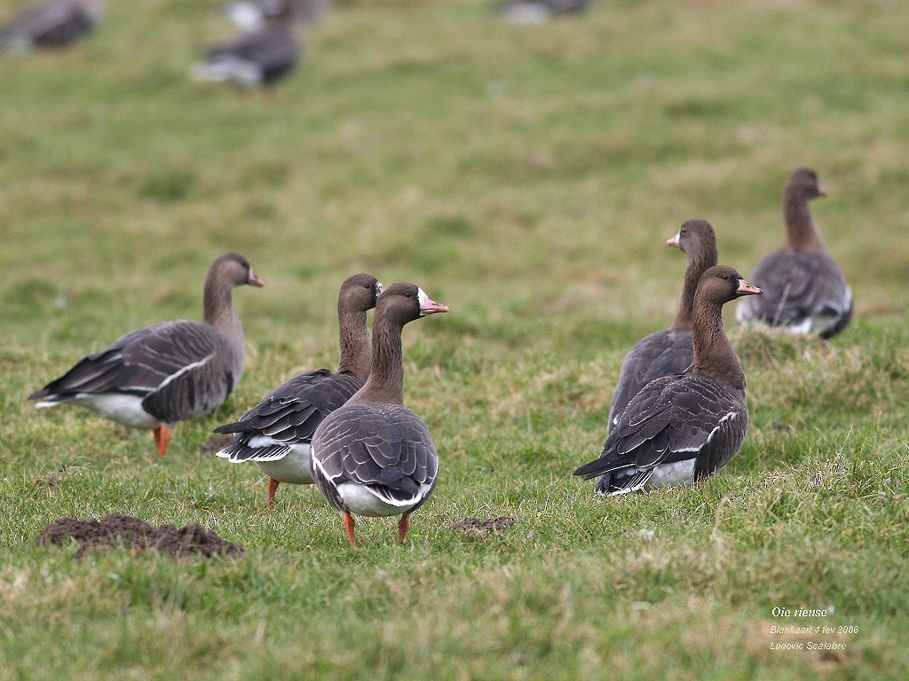 Greater White-fronted Goose - Ludovic Scalabre