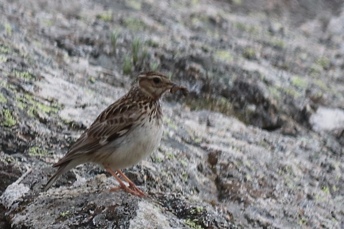 Wood Lark - Jan-Thijs Menger