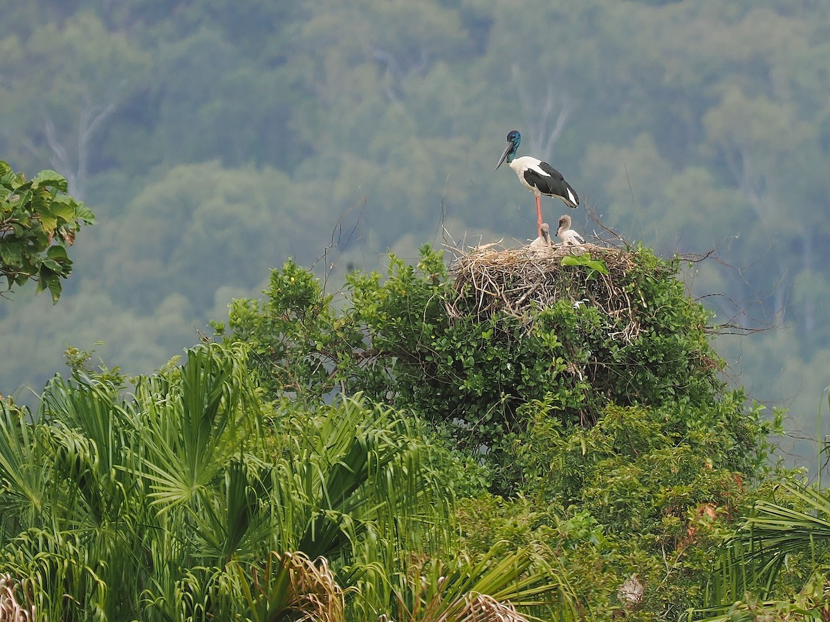 Black-necked Stork - Len and Chris Ezzy