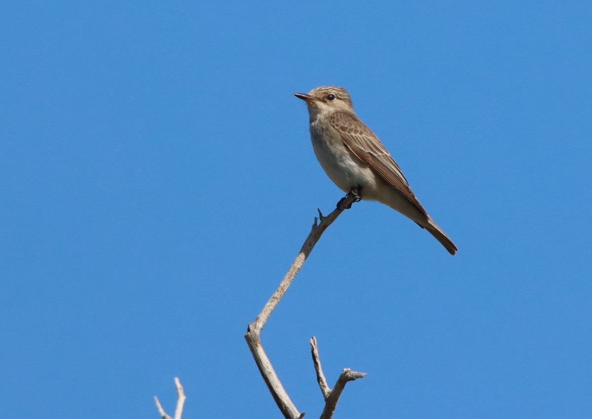 Spotted Flycatcher - Su Delve