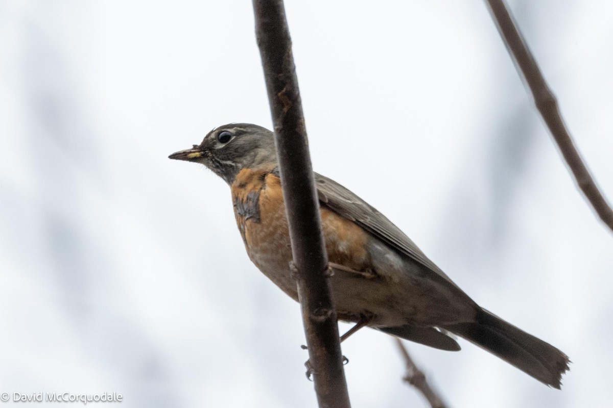 American Robin - David McCorquodale