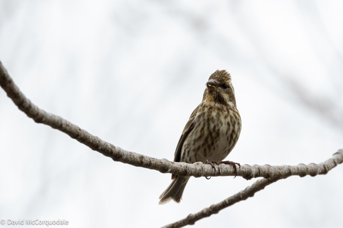 Purple Finch - David McCorquodale