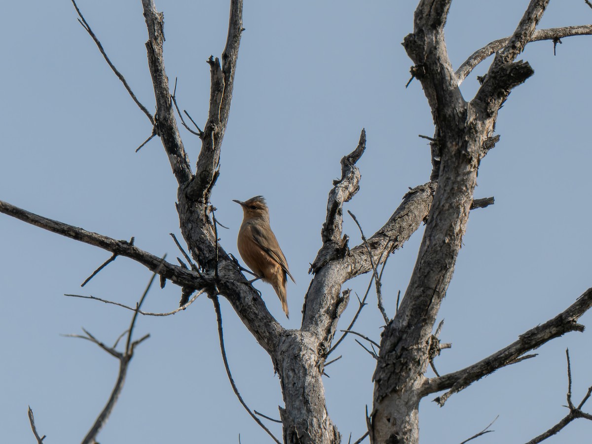 Rufous Treecreeper - ML619521137