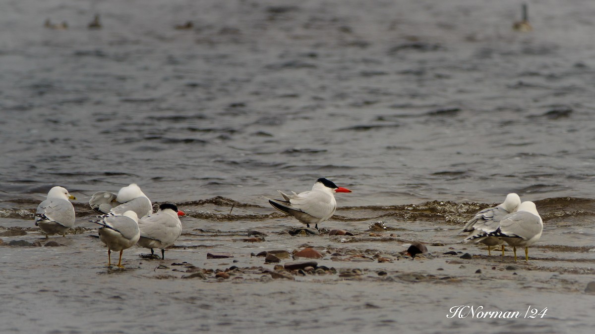 Caspian Tern - helen gillespie