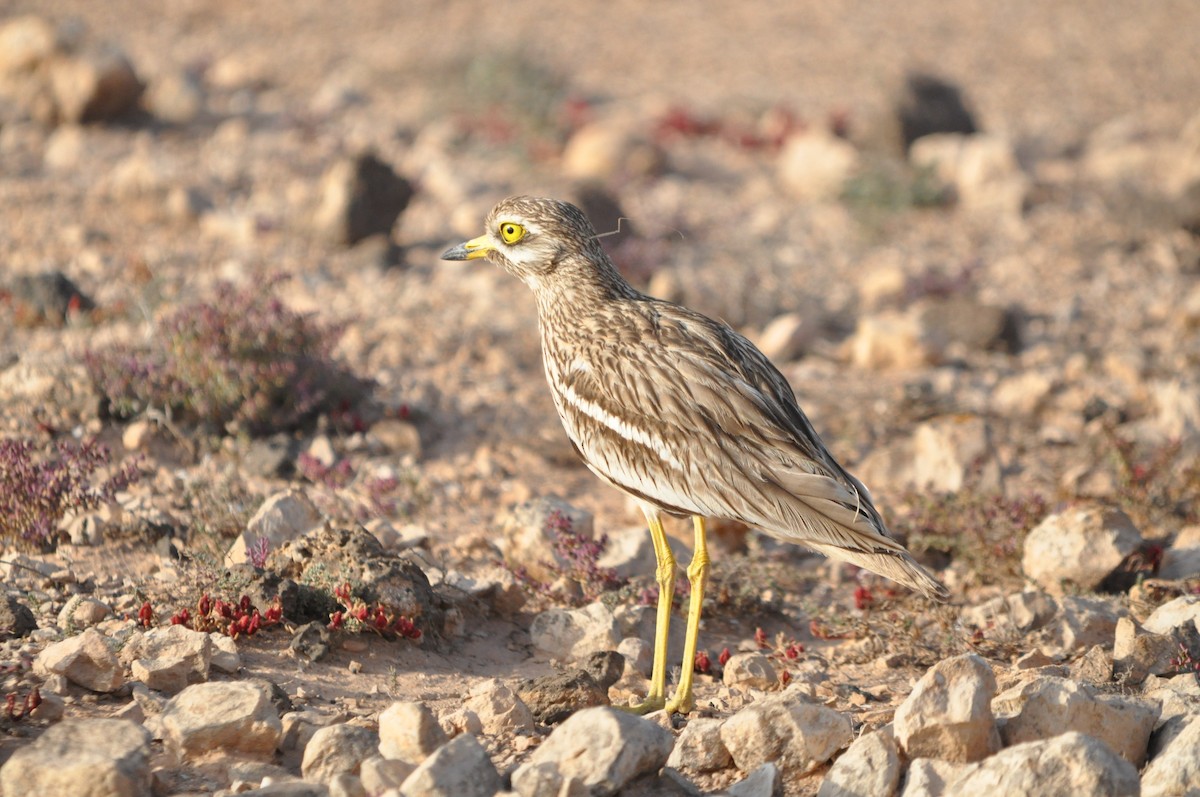 Eurasian Thick-knee - Samuel Hilaire