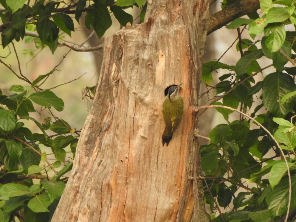 Streak-throated Woodpecker - Sarabjeet Kaur