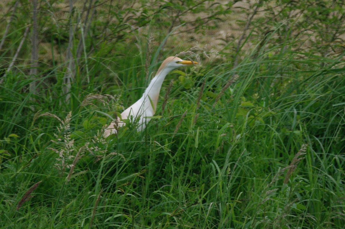 Western Cattle Egret - Max Chiari