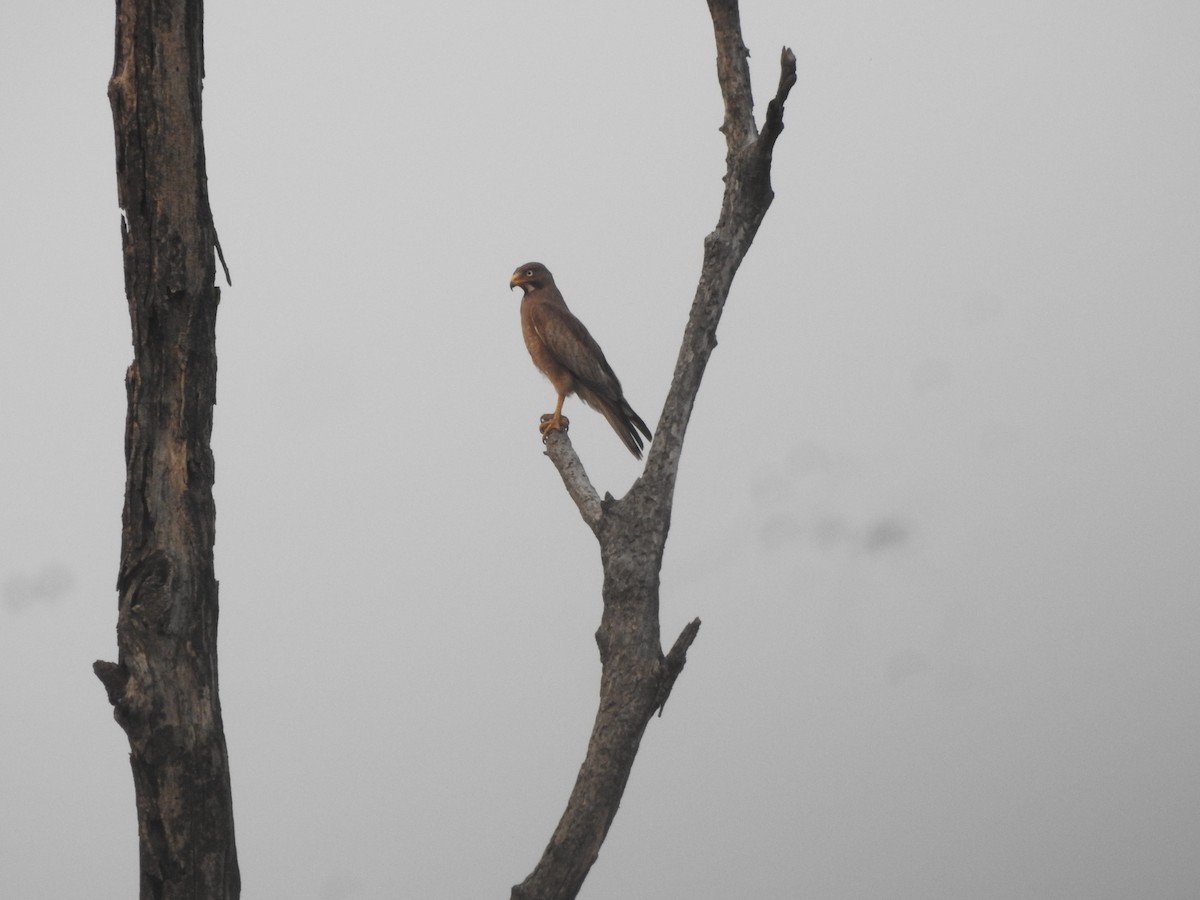 White-eyed Buzzard - ML619521159