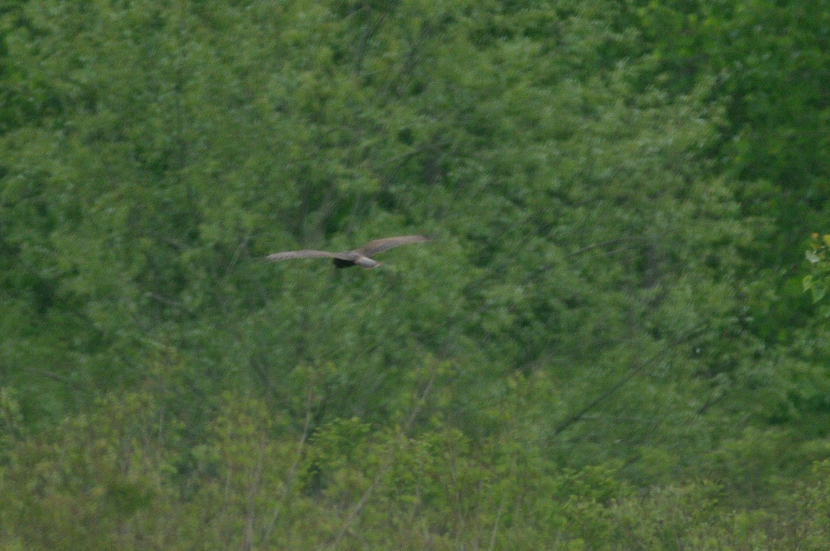 Western Marsh Harrier - Max Chiari