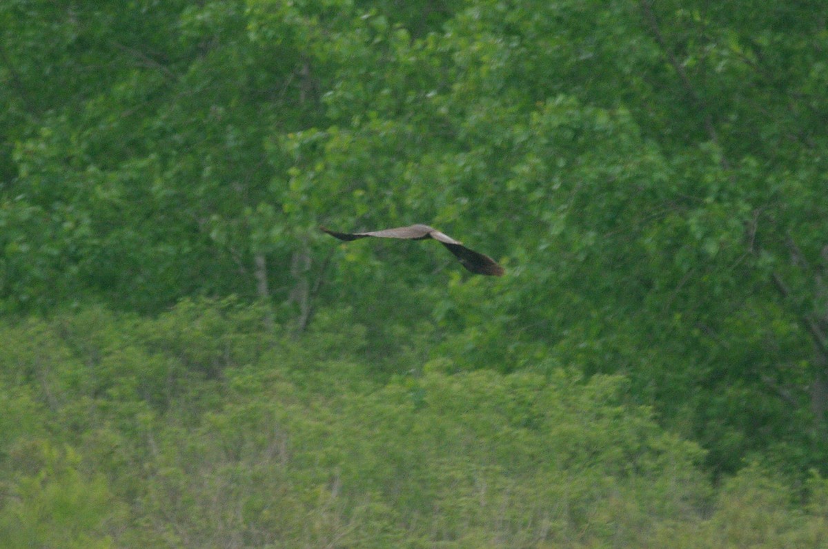 Western Marsh Harrier - Max Chiari