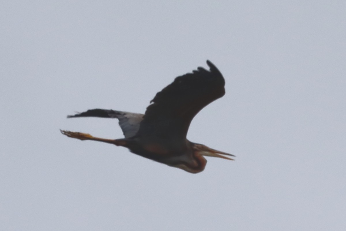 Purple Heron - ML619521166