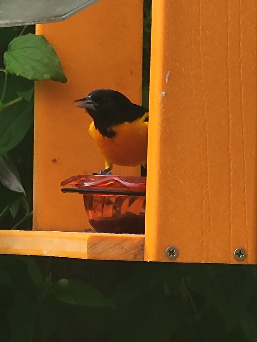 Baltimore Oriole - Scott Harp