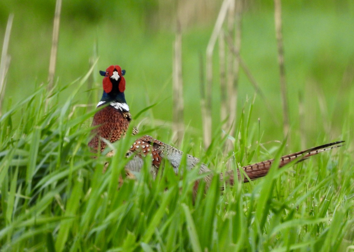 Ring-necked Pheasant - Tim Ward