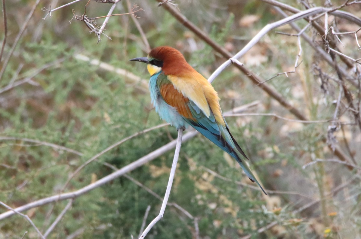 European Bee-eater - Su Delve