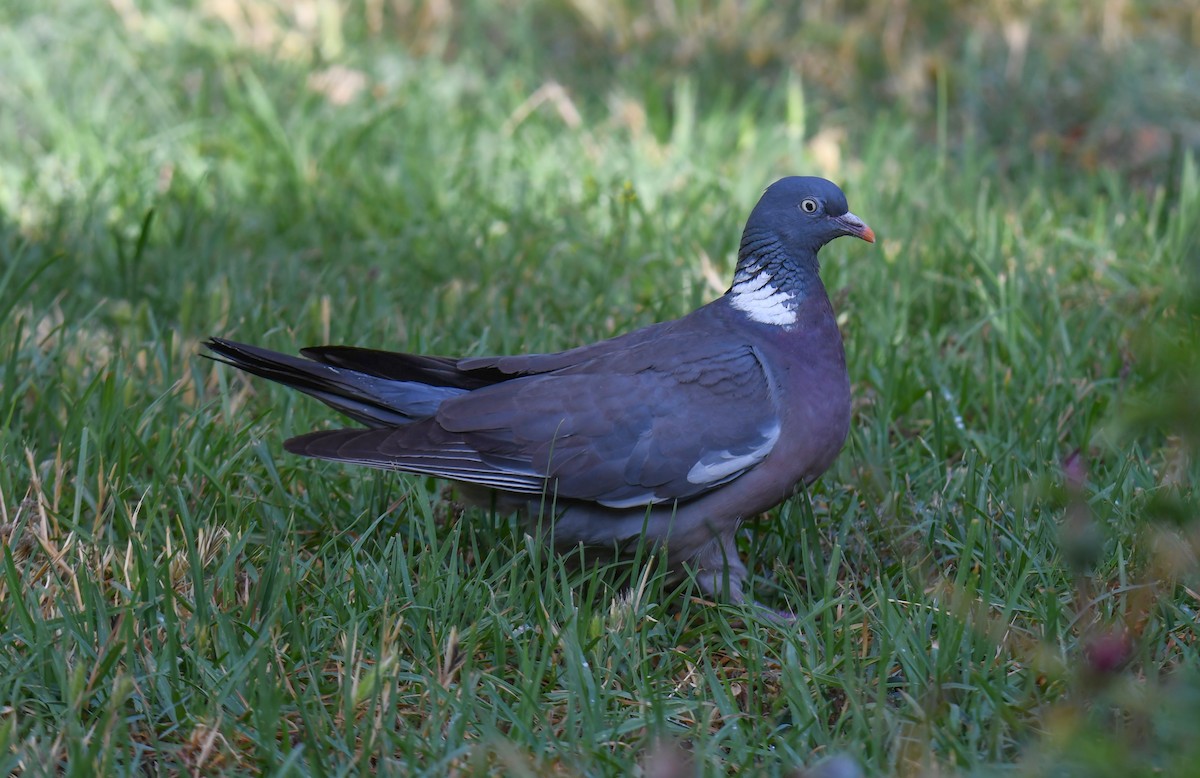 Common Wood-Pigeon - Viorel-Ilie ARGHIUS