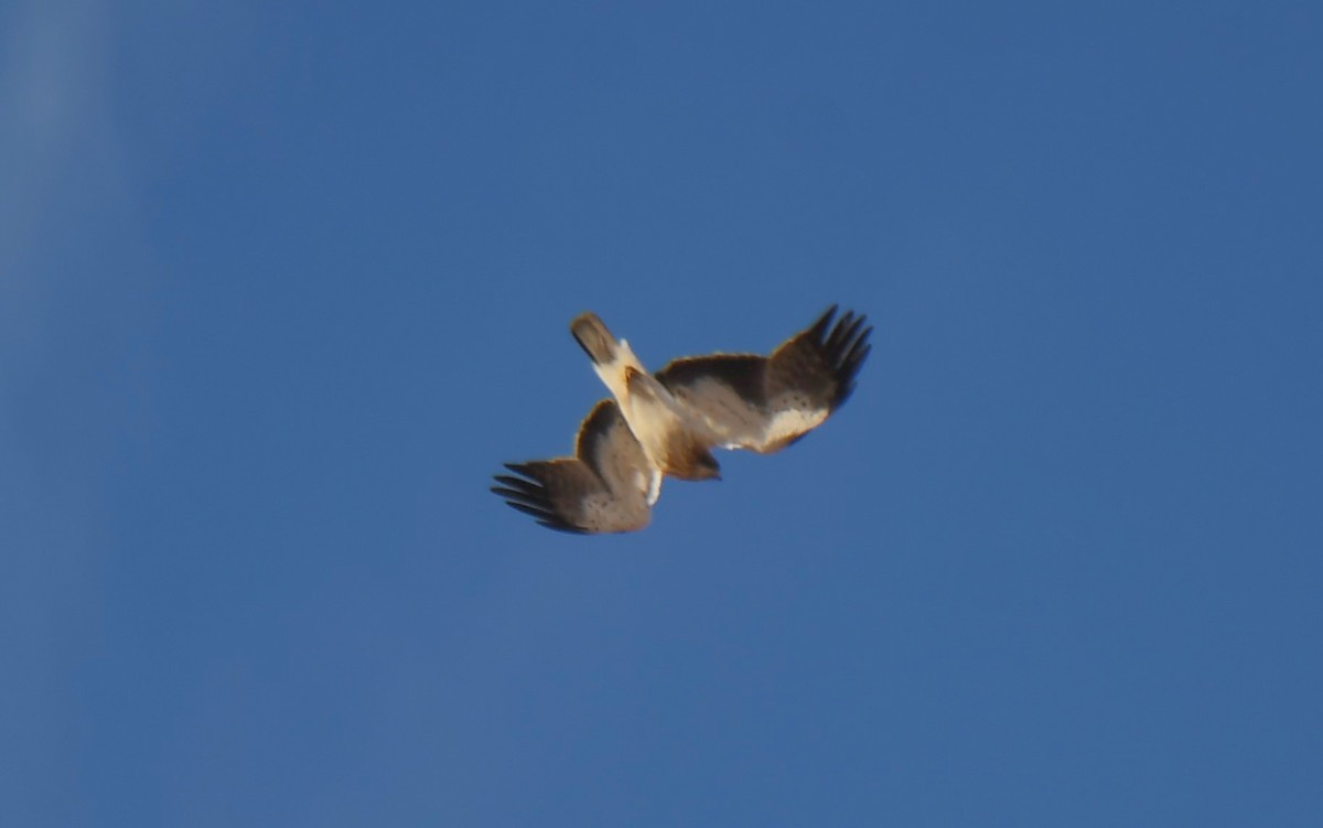 Booted Eagle - Viorel-Ilie ARGHIUS