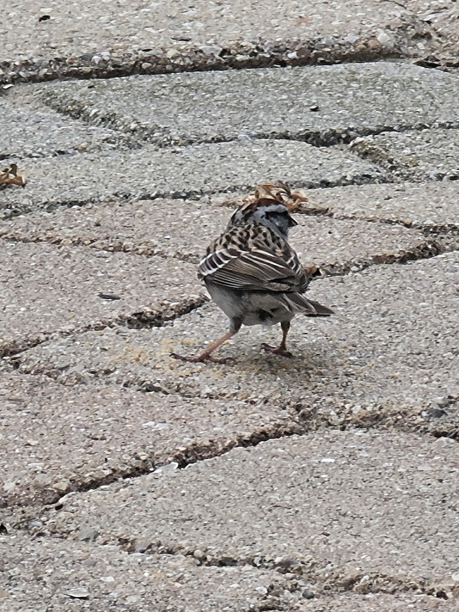 Chipping Sparrow - Scott Harp