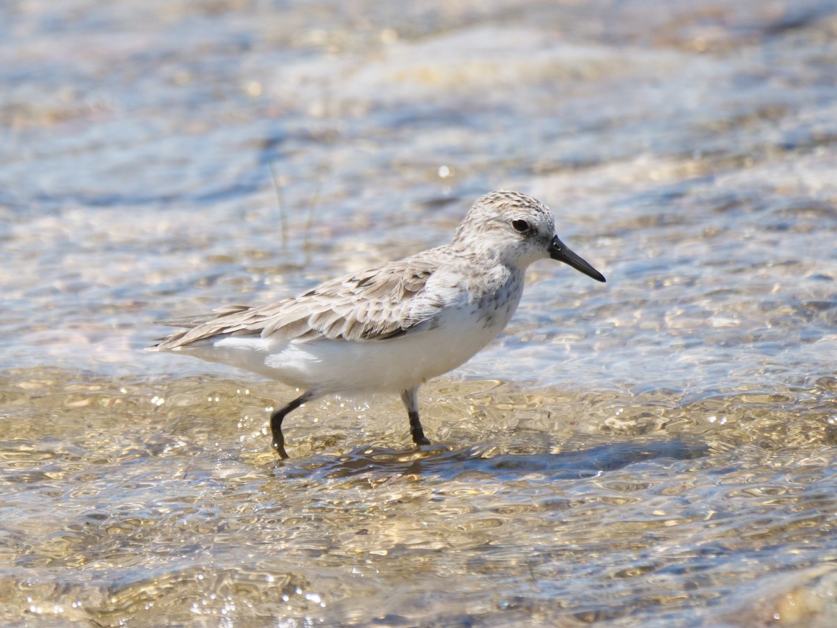 Semipalmated Sandpiper - william gray