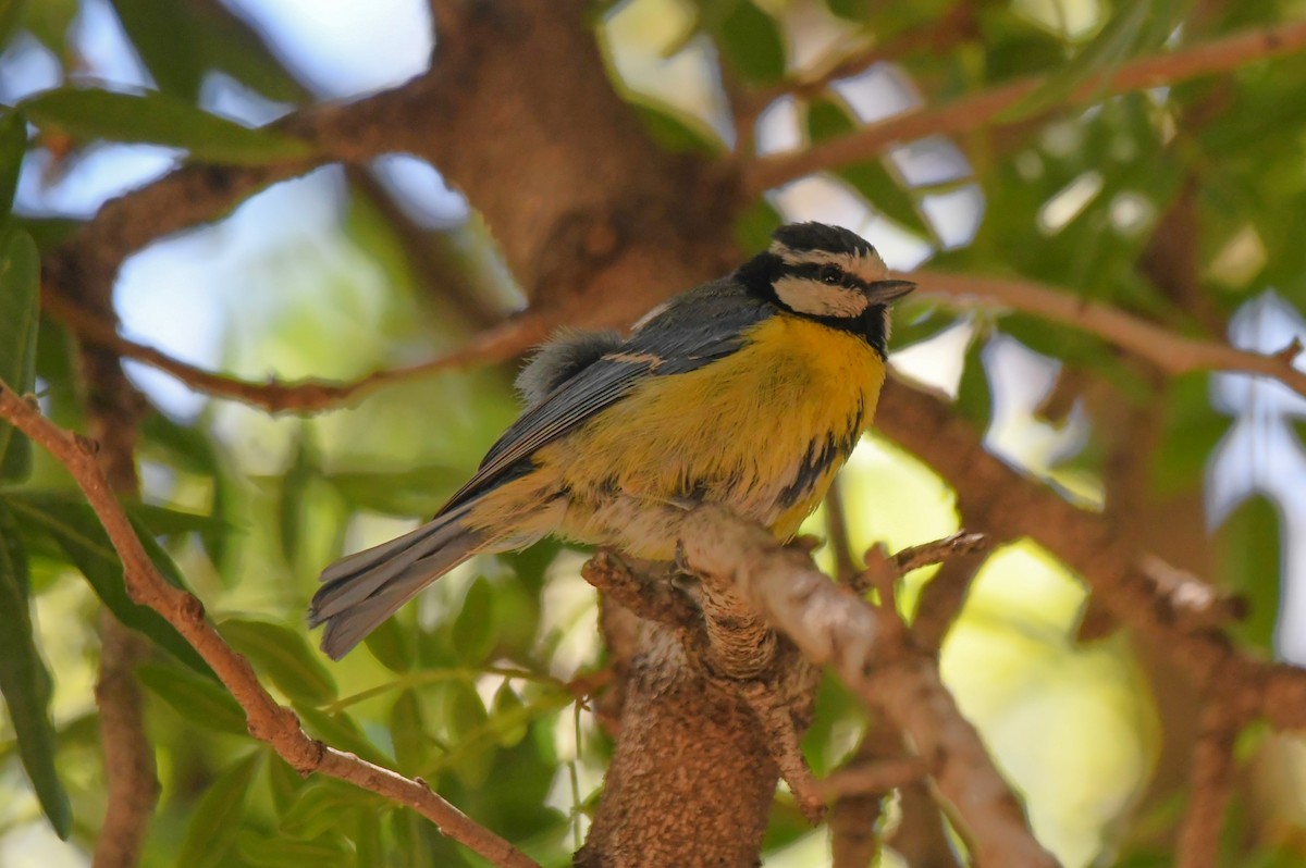 African Blue Tit - Viorel-Ilie ARGHIUS