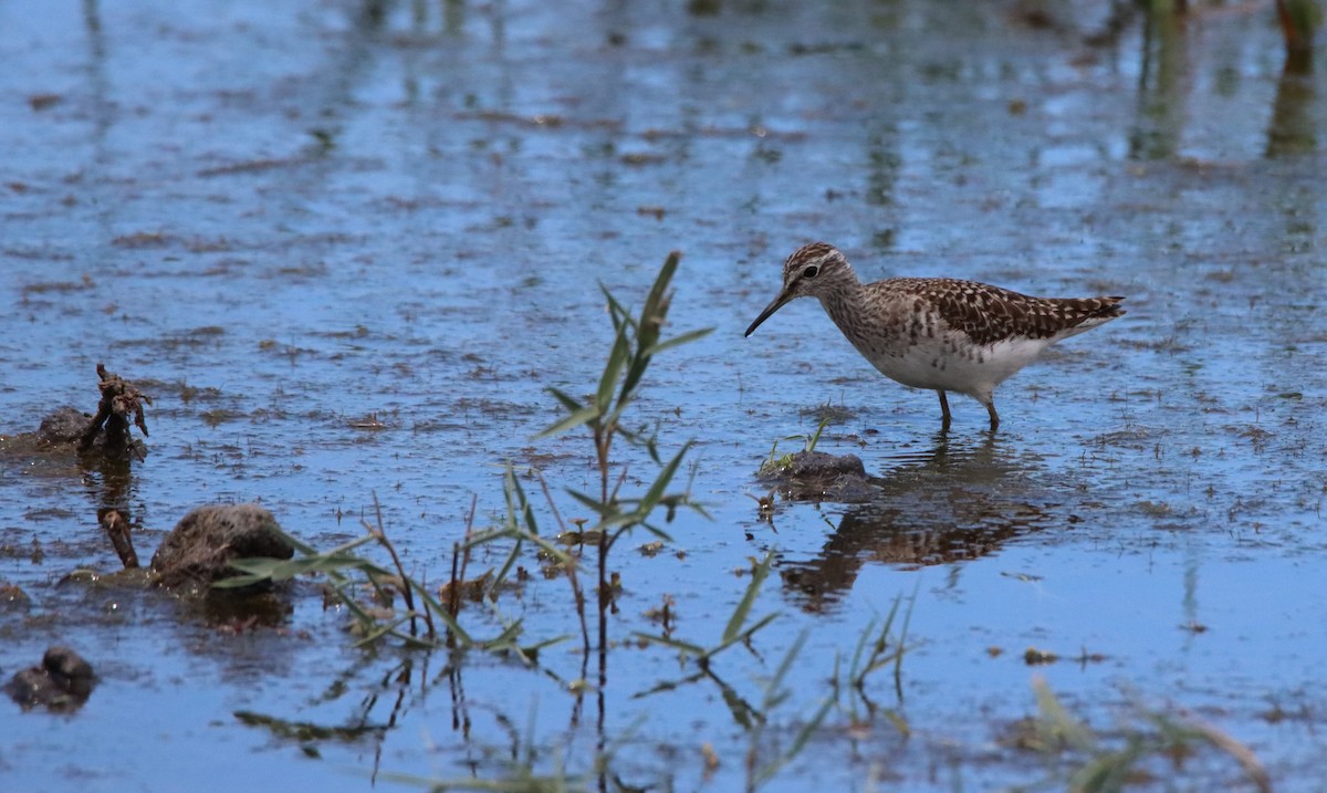 Wood Sandpiper - Su Delve