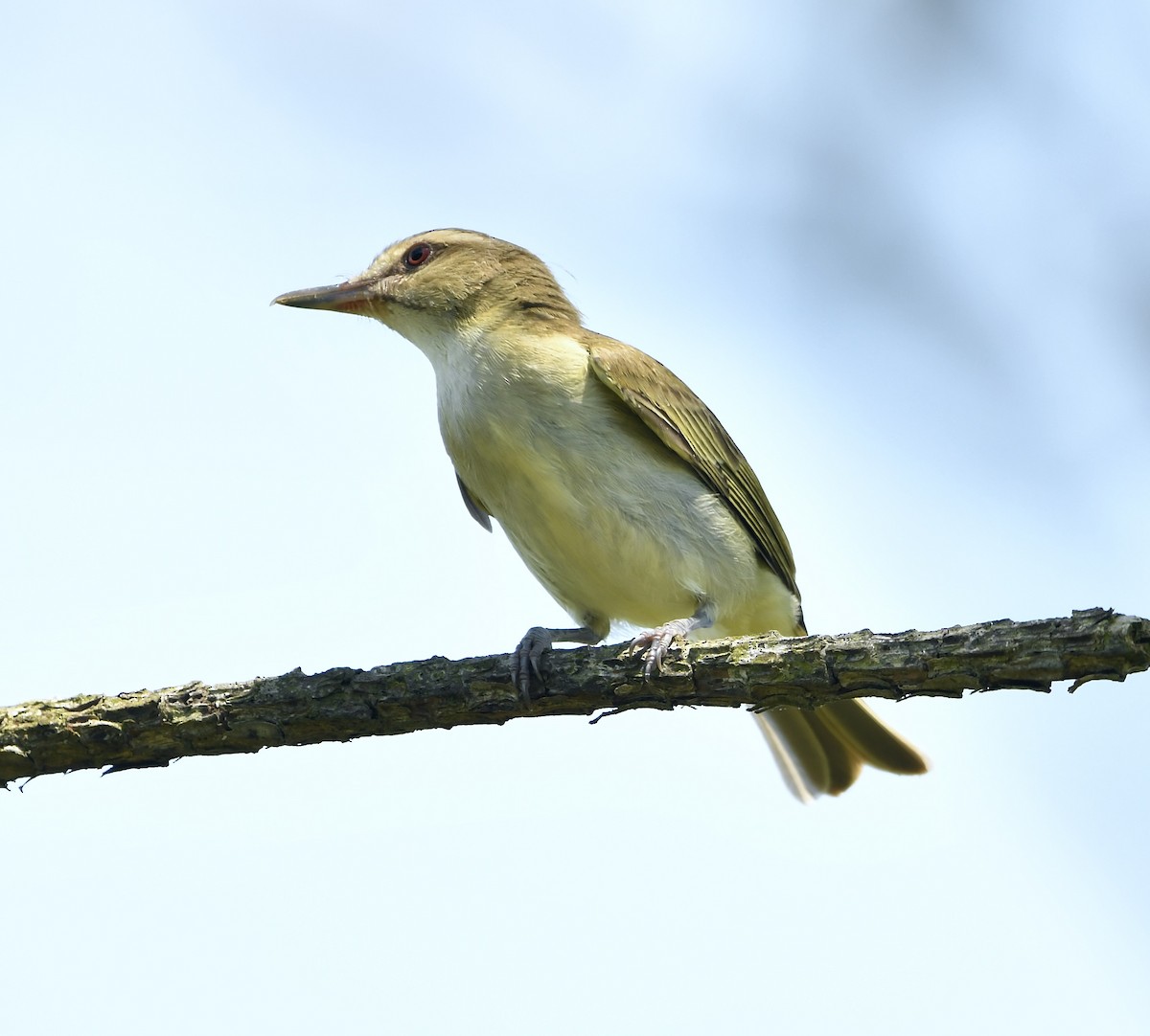 Black-whiskered Vireo - ML619521205