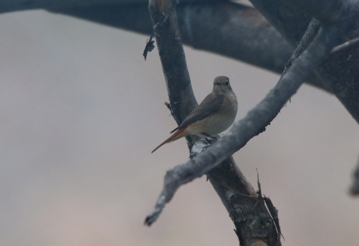 Common Redstart - Su Delve