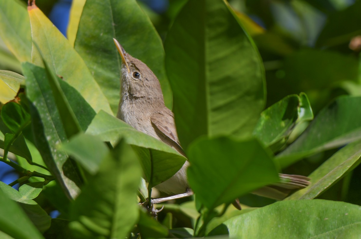 Western Olivaceous Warbler - Viorel-Ilie ARGHIUS