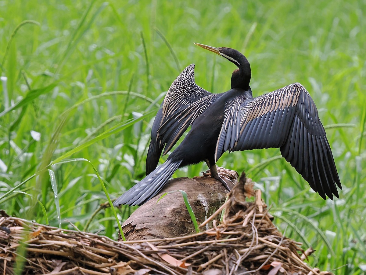 Australasian Darter - Len and Chris Ezzy